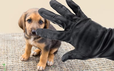 Are Dog Thieves Targeting Your Area?